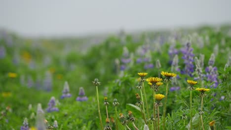 Lupine-and-dandelion-flowers-in-a-tranquil-meadow-gently-swaying-in-the-breeze-in-Iceland