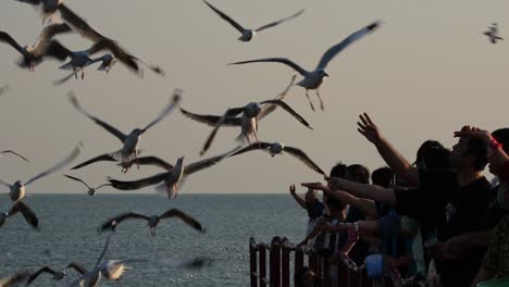 People-in-silhouette-feeding-these-lovely-migratory-birds-during-the-afternoon,-Seagulls-feeding,-Thailand