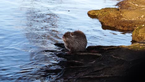 Sleepy-beaver-massage-wet-fur-in-shadow-of-rocky-riverside-coast-near-water