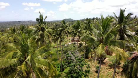 Aerial-view-of-a-village-with-palm-trees-in-East-Africa-on-the-Kenyan-coast