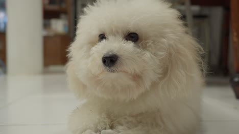 -Fluffy-puppy-captivates-with-its-innocence-and-playful-charm-in-closeup