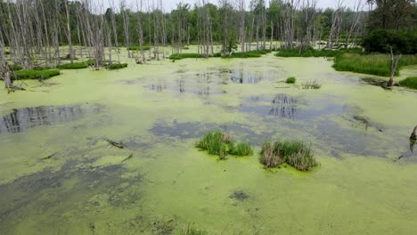 Algae-covered-swamp,-near-Ann-Arbor-Michigan,-USA,-dolly-in