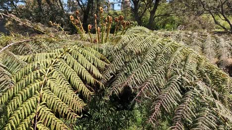 Nahaufnahme-Von-Riesigen-Farnbaumpflanzenblättern-Im-Frühling,-Australien