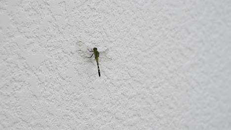Libelle-Aus-Nächster-Nähe-Auf-Einer-Weißen-Wand