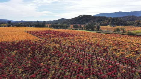 Herbstfarben-In-Den-Weinbergen-Nordkaliforniens-In-Der-Nähe-Von-Kenwood,-Kalifornien