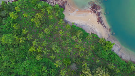 Beautiful-aerial-drone-shot-of-Galgibaga-beach-in-a-tropical-exotic-forest-Goa-India