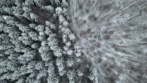 Snowy-tree-forest-transition-dense-to-open-with-snow-on-frozen-ground-drop-down-aerial-view