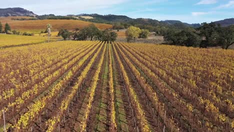 The-changing-colors-of-the-Vineyards-in-Northern-California,-flying-over-the-rows-of-grape-vines-as-they-change-colors-in-the-fall