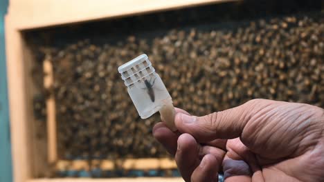 Middle-Eastern-Queen-bee-in-a-container-for-sale-at-Dubai's-Honey-Festival