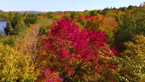 Luftaufnahme-Von-Rotem-Herbstlaub-In-Montreal,-Quebec,-Kanada