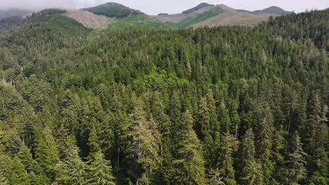 Aerial-of-Endless-Pine-Trees-on-west-coast-of-United-States