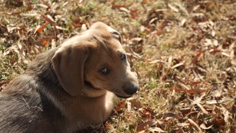 Adorable-labrador-retriever-puppy-lying-in-autumn-leaves,-looking-up