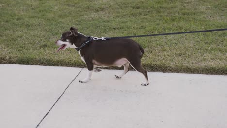 Fat-small-dog-walking-on-sidewalk-with-tongue-out