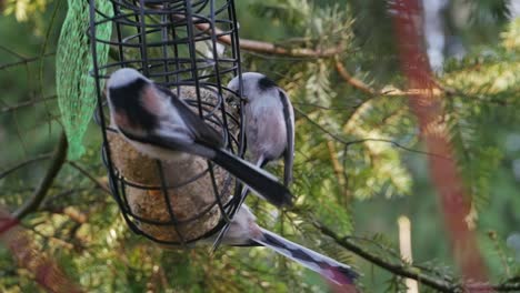 Group-of-long-tailed-tit-birds-eating-fat-balls-hanging-in-bird-feeder