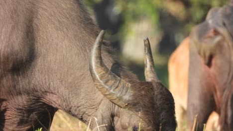 Buffalo-horns---eating-grass-