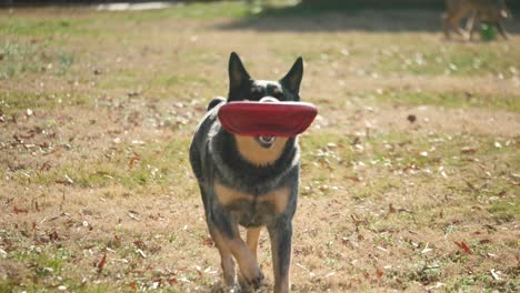 Australian-cattle-dog-puppy-running-in-yard-with-red-frisbee-in-muzzle