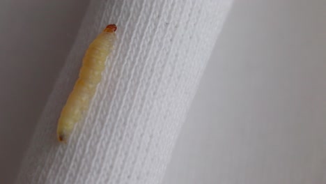 Larva-De-Polilla-Arrastrándose-Sobre-Ropa-Tejida
