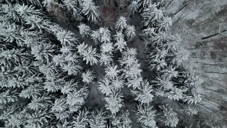 Frozen-evergreen-spruce-tree-forest-ense-white-snowy-,-aerial-drop-down-view