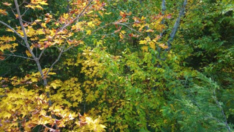 Luftdurchflug-Durch-Herbstlaub-In-Wäldern-Montreal,-Quebec,-Kanada