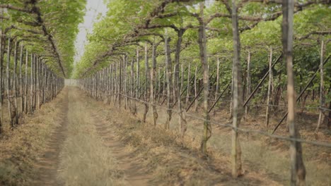Static-shot-of-rows-of-vineyard-plantations-in-Maharashtra