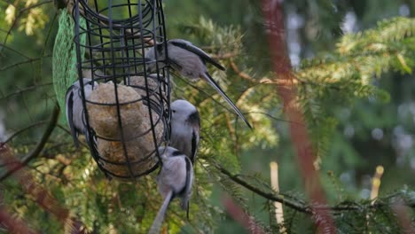 Group-of-long-tailed-tit-birds-eating-fat-balls-hanging-in-bird-feeder