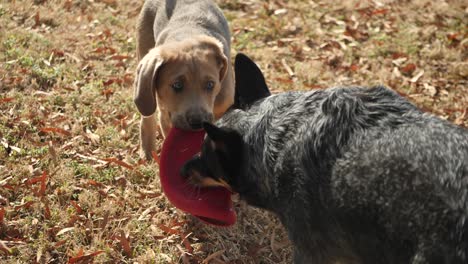 Two-dog-puppies-playing-tug-of-war-with-frisbee-in-yard,-one-winning
