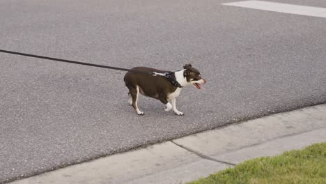 Fat-brown-dog-with-tongue-out-crossing-the-road