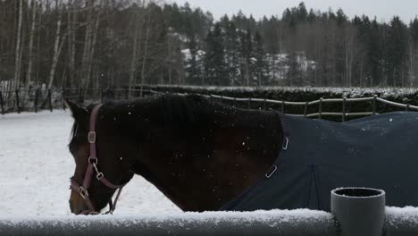 Horse-with-bridle-and-coat-in-outdoor-paddock-with-two-horses,-snowy-winter-day