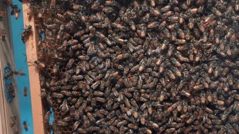 A-colony-of-honey-bees-thrives-within-a-commercial-beehive