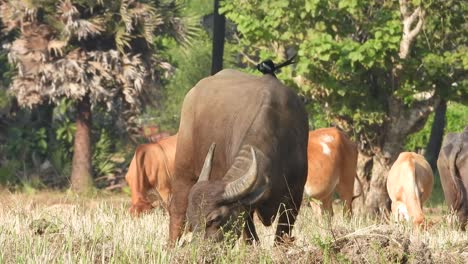 Buffalo-eating-grass---horns-