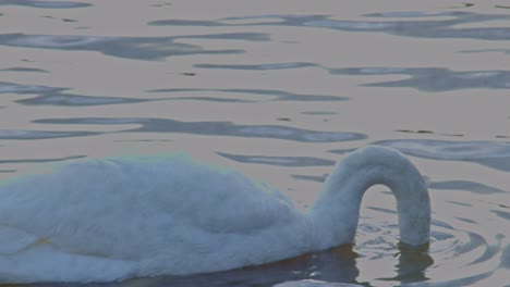 white-swan-bird-animal-on-the-lake-river-back-side-view