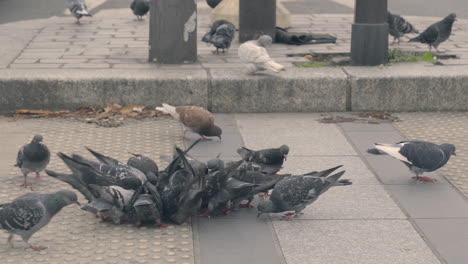 Zoom-Out-Shot-of-Gray-Pigeons-Pecking-at-a-Piece-of-Bread-on-a-Crosswalk-in-France