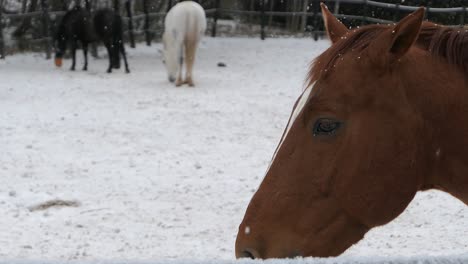 Brown-horse-moving-ears-outdoors-in-winter,-close-up,-horses-in-background