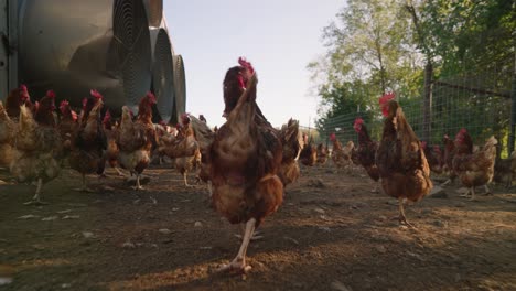 Flock-of-brown-chickens-wandering-behind-industrial-farming-equipment-on-dirt-in-slow-motion-on-sunny-day