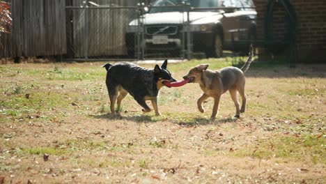 Two-dog-puppies-running-in-yard,-tugging-and-fighting-over-frisbee