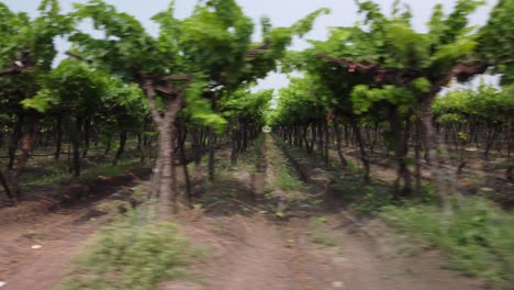 Rows-of-vineyards-plantation,-Maharashtra