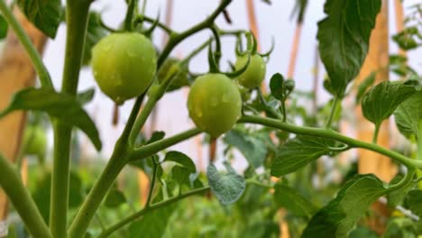Tomates-Verdes-En-La-Planta