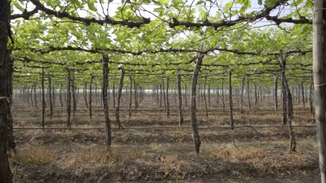 Slow-motion-perspective-shot-of-walking-through-the-vineyard