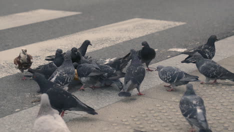 4K-Slow-motion-Shot-of-Gray-Pigeons-Flying-and-Pecking-at-a-Piece-of-Bread-Next-to-a-Crosswalk