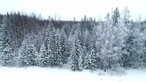 Wonderful-winter-landscape-woods-forest-snowy-trees-dense-forest,-aerial-by-drone