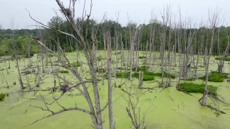 Algae-covered-swamp,-with-Blue-Heron-nests-in-trees,-near-Ann-Arbor-Michigan,-USA