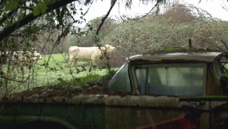 Vaca-Blanca-Detrás-De-Un-Vehículo-Abandonado-Apretado