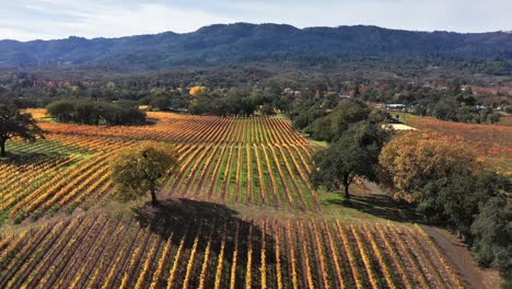 Fall-colors-in-the-vineyards-of-Northern-California-near-Kenwood-California