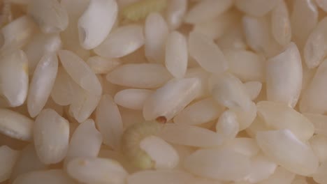 Lebensmittelmottenlarve-Kriecht-Auf-Reiskörnern