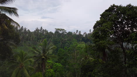 Aerial-Past-Woman-Sitting-In-Window-With-Coffee-Overlooking-Tropical-Ubud-Jungle