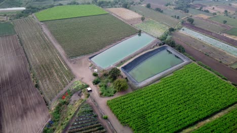 Drone-shot-of-grape-vineyards-agricultural-fields-irrigation-ponds-in-Maharashtra,-India