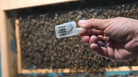 In-Containern-Werden-Bienen-Aus-Dem-Nahen-Osten-Auf-Dem-Honigfestival-In-Dubai-Zum-Verkauf-Angeboten