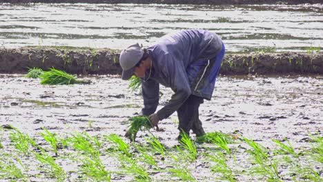 Hombre-Haciendo-Plantación-Manual-De-Arroz-En-Filipinas.