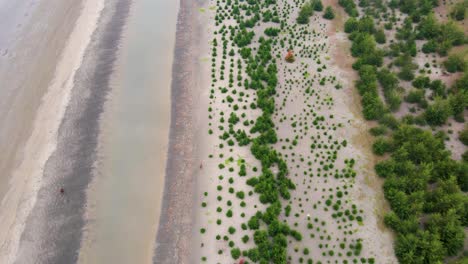 Tree-plantation-on-tropical-coast-with-re-growing-palms,-aerial-view