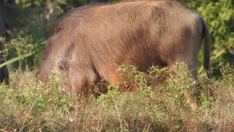 Buffalo-eating-grass---legs-